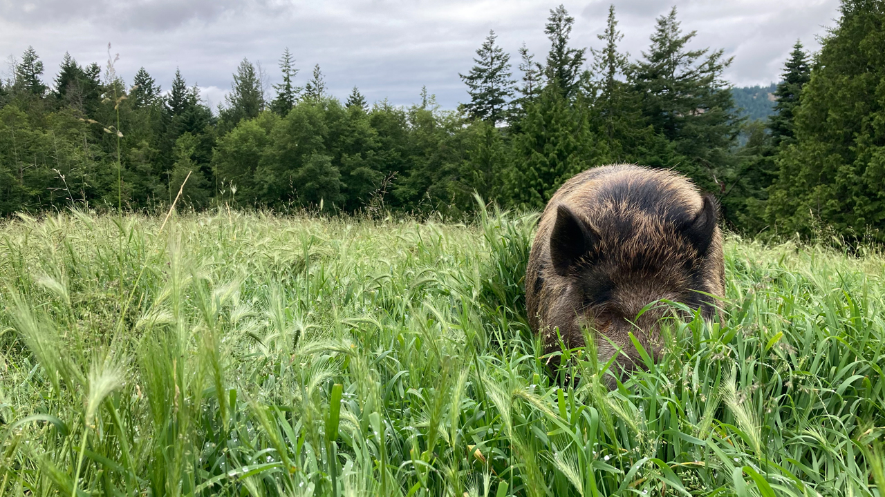 rosie the pig hiding in tall grass